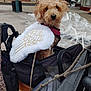 angel_wings, animal, bag, brown_fur, building, carrier, curious, curly_fur, cute, daytime, dog, leash, outdoor, pet, pet_accessory, plastic_wrap, sidewalk, small_dog, street, urban
