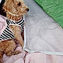 dog, curly_hair, striped_shirt, pink_blanket, mesh_fabric, green_fabric, pet, indoors, side_view, small_dog, fur, cute, animal, resting, textile, cozy, attentive, sitting, domestic_animal, canine