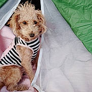Keyla is registered to the contest to win money with this photo: dog, pet, curly_hair, striped_shirt, tent, blanket, indoor, cozy, soft, curious, brown_dog, fabric, resting, cute, animal, companion, cute_pet, calm, comfort, portrait