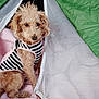 dog, pet, curly_hair, striped_shirt, tent, blanket, indoor, cozy, soft, curious, brown_dog, fabric, resting, cute, animal, companion, cute_pet, calm, comfort, portrait