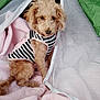 Keyla joined the competition — help win amazing prizes! dog, curly_hair, striped_clothing, pink_blanket, green_tent, mesh_door, pet, cute, cozy, indoor, resting, small_dog, fur, animal, companion, curious, soft_texture, seated, looking, casual