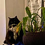 Lola a rejoint le concours — aidez-le/la à gagner de superbes lots ! cat, black_and_white, fluffy, indoor, plant, potted_plant, windowsill, curtains, lace, green_leaves, cozy, pet, animal, domestic_cat, whiskers, feline, sitting, curious, soft_light, home_decor