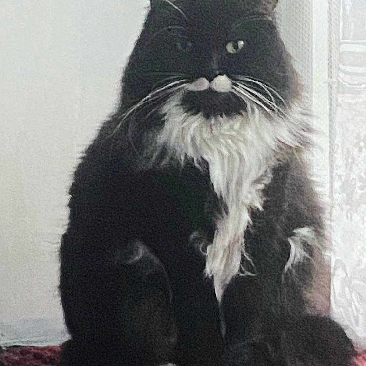 Lola a rejoint le concours — aidez-le/la à gagner de superbes lots ! animal, black_and_white, cat, cozy, curtain, domestic_animal, feline, fluffy, fur, indoor, lace, mat, pet, pink, portrait, quiet, resting, sitting, whiskers, window