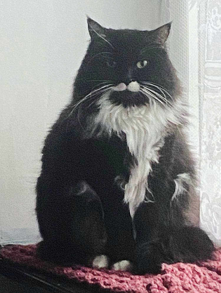 Lola a rejoint le concours — aidez-le/la à gagner de superbes lots ! cat, black_and_white, fluffy, sitting, indoor, window, curtain, lace, mat, pink, feline, pet, whiskers, fur, cozy, domestic_animal, portrait, animal, quiet, resting
