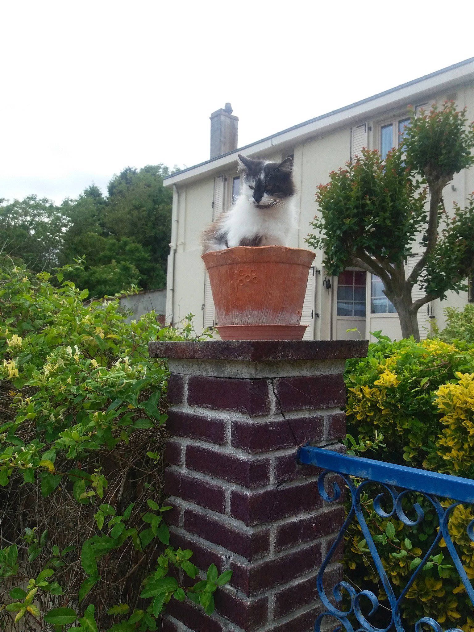DARLA participe au concours pour gagner de l'argent avec cette photo : architecture, brick, brickwork, building, chimney, cottage, facade, home, house, plant, property, real_estate, roof, shrub, wall