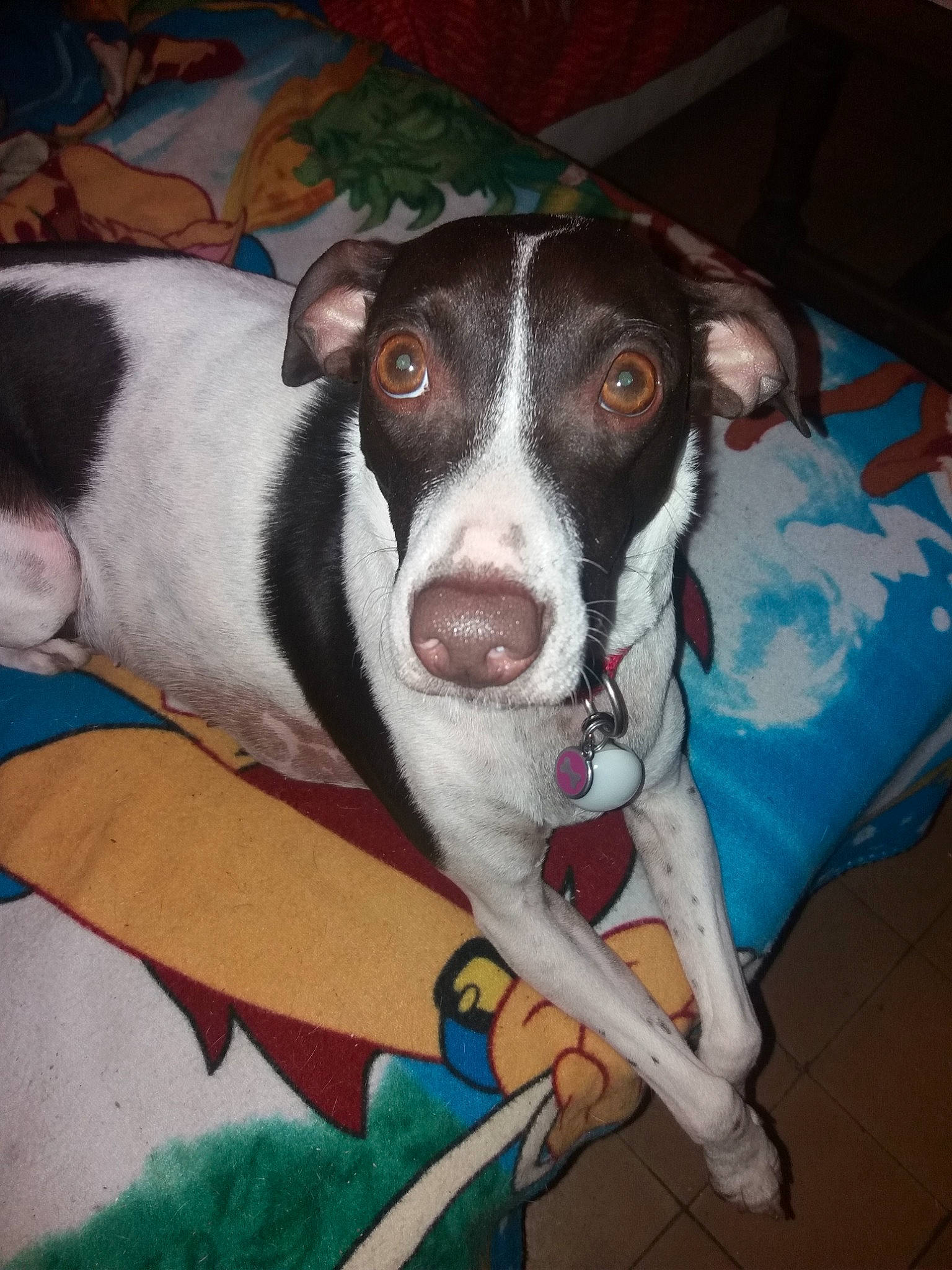 Freya participe au concours pour gagner de l'argent avec cette photo : canidae, carnivore, dog, dog_breed, eurohound, feist, greyhound, lurcher, mammal, mcnab, snout, sporting_group, teddy_roosevelt_terrier, whiskers