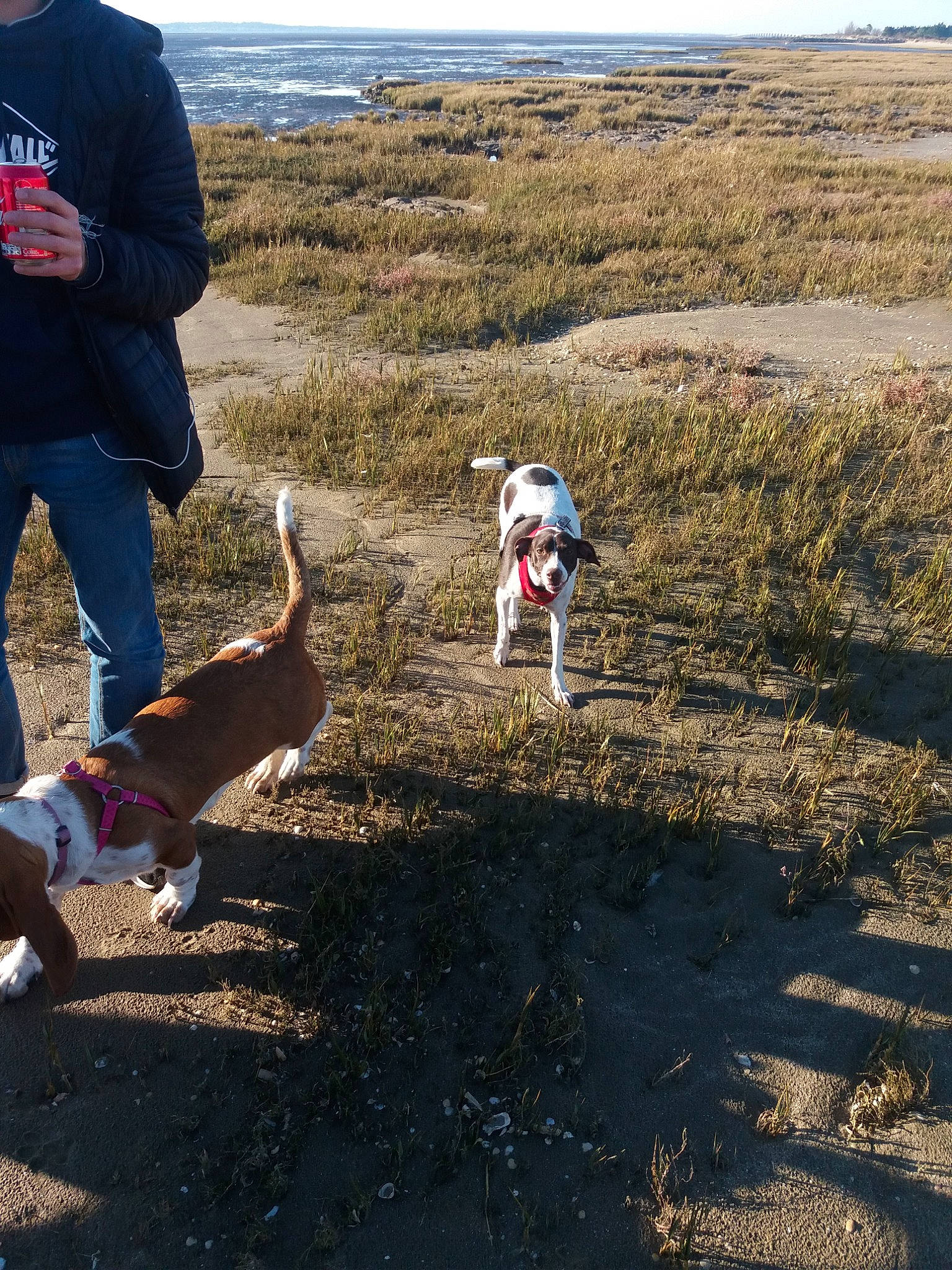 Freya a rejoint le concours — aidez-le/la à gagner de superbes lots ! canidae, dog_hiking, field_trial, mud, non_sporting_group, soil, sporting_group