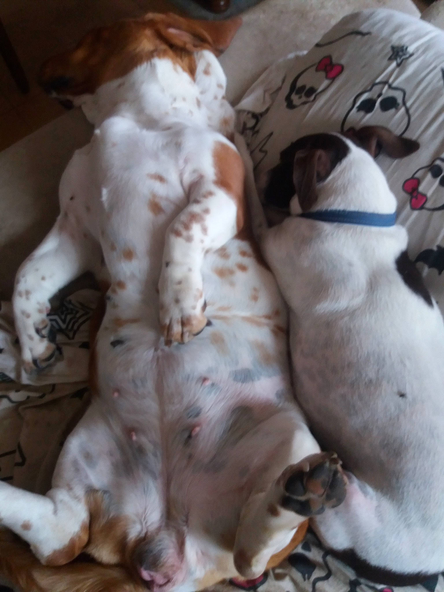 Willow participe au concours pour gagner de l'argent avec cette photo : american_bulldog, canidae, carnivore, companion_dog, dog, dog_breed, english_setter, fawn, non_sporting_group, pachon_navarro, pit_bull, pointer, puppy, sporting_group