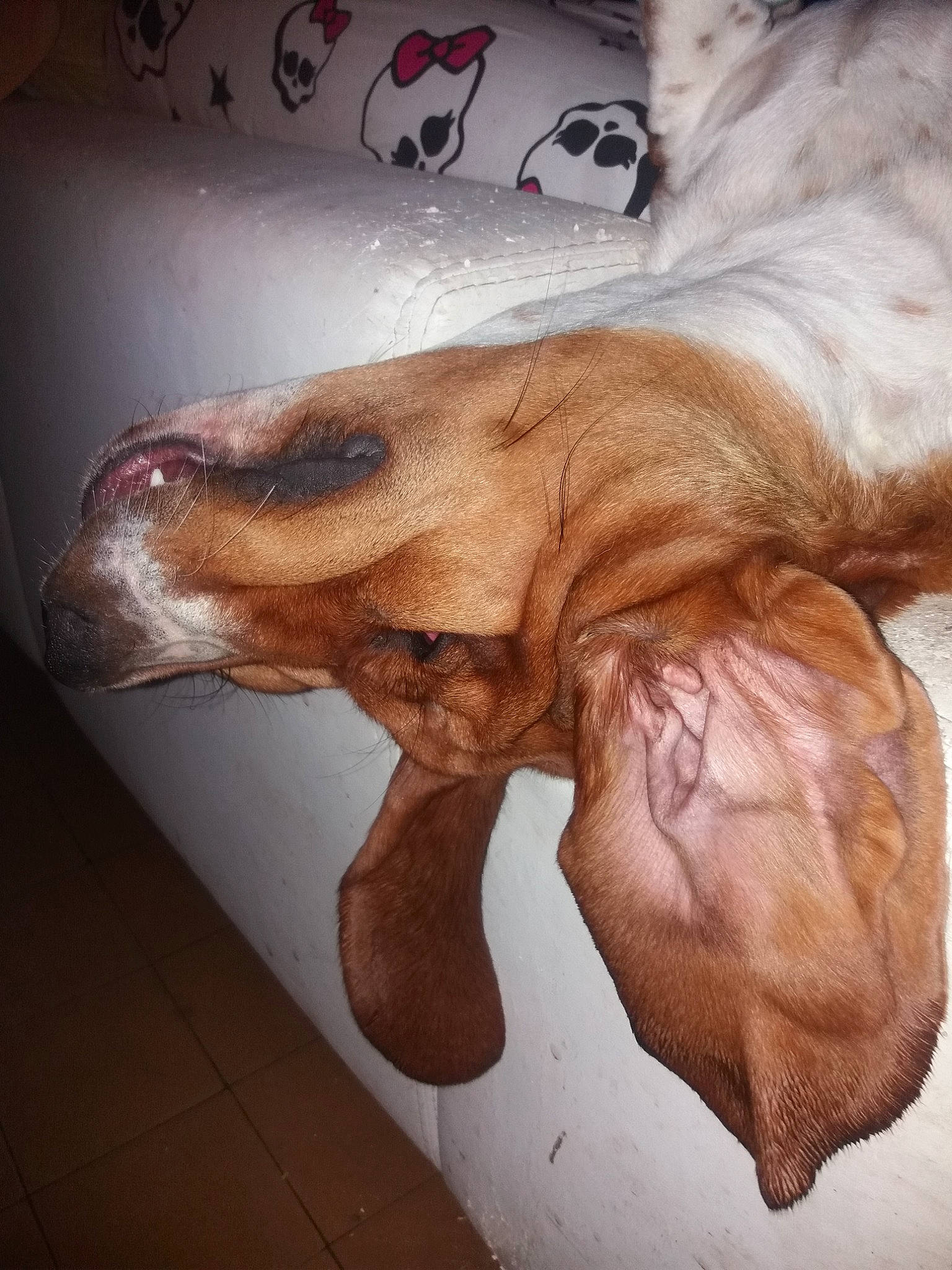 Willow a rejoint le concours — aidez-le/la à gagner de superbes lots ! canidae, carnivore, companion_dog, dog, dog_breed, lurcher, nose, snout, sporting_group, street_dog