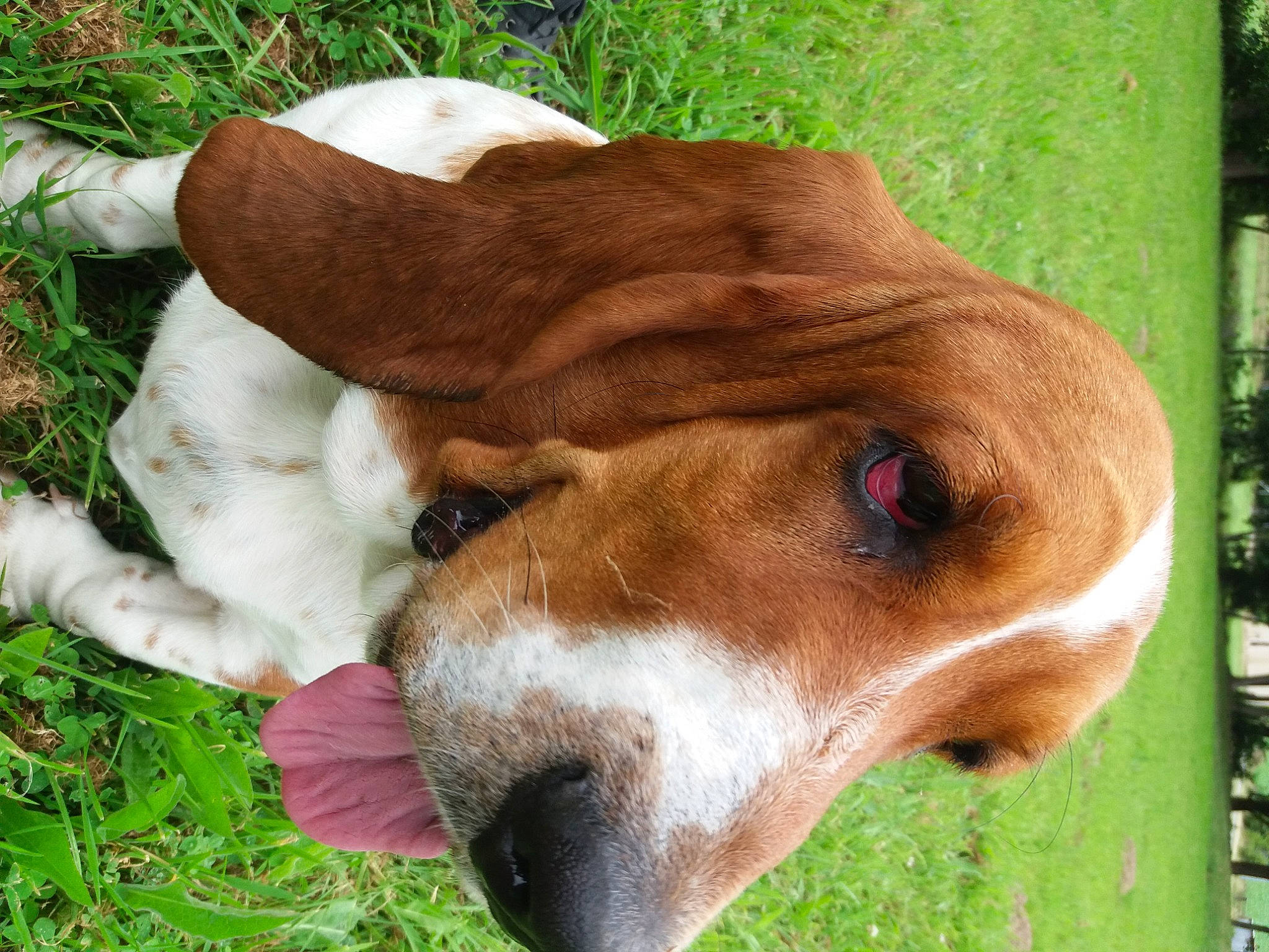 Willow a rejoint le concours — aidez-le/la à gagner de superbes lots ! american_foxhound, artois_hound, basset_artesien_normand, basset_hound, canidae, carnivore, companion_dog, dog, dog_breed, english_coonhound, estonian_hound, finnish_hound, grand_anglo_francais_tricolore, grass, harrier, mammal, posavac_hound, schweizer_laufhund, snout, vertebrate