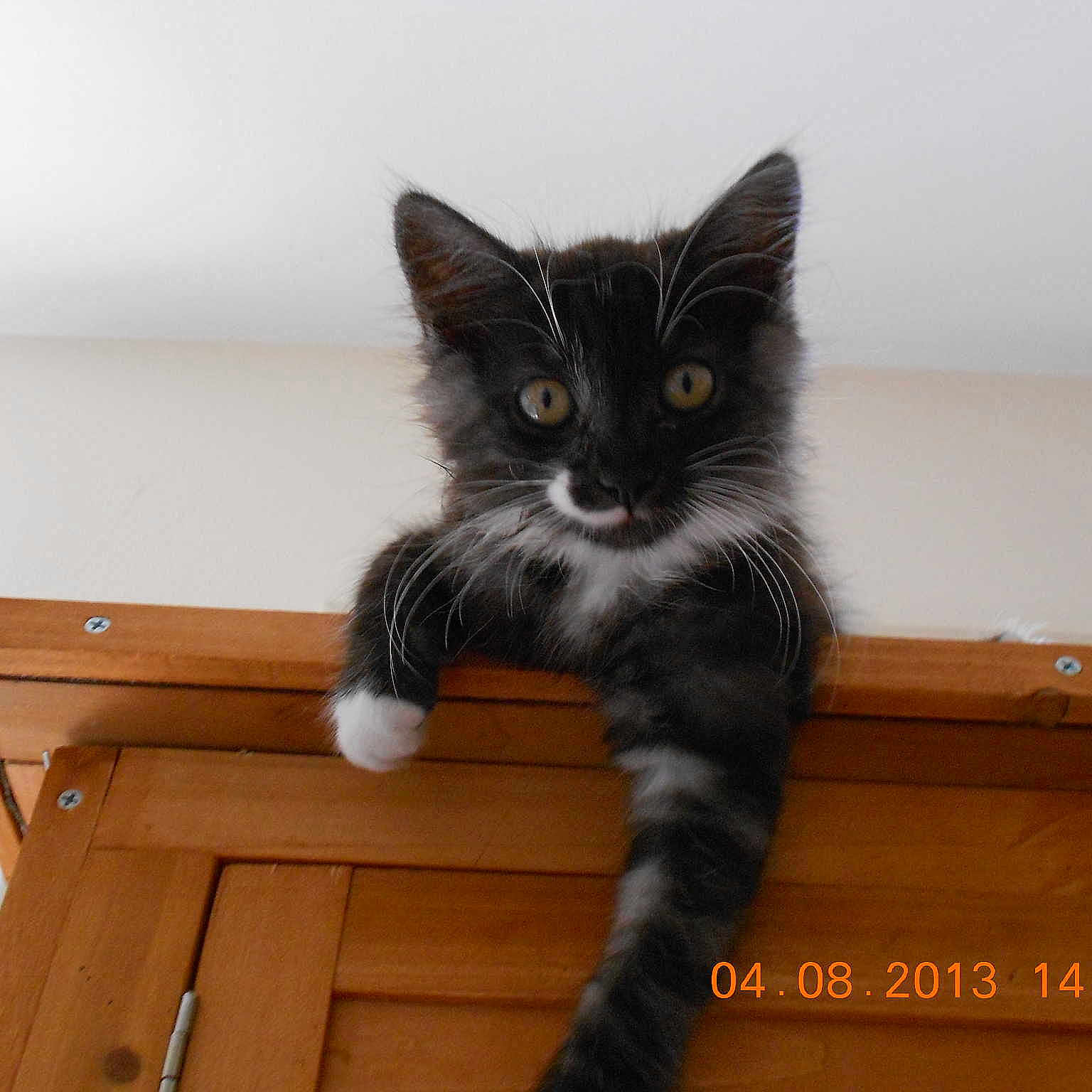 SOOKIE