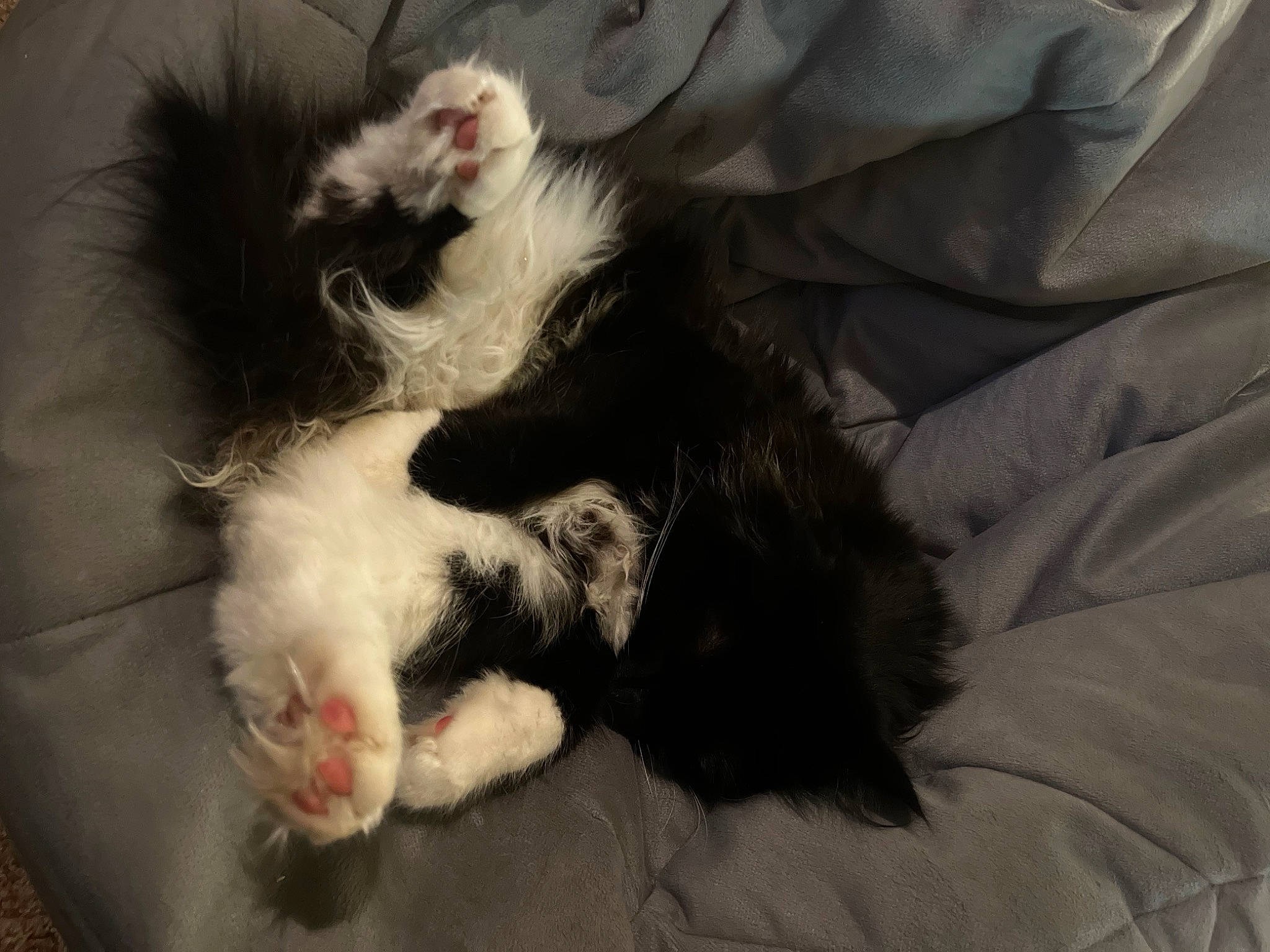 Boots is registered to the contest to win money with this photo: canidae, carnivore, cat, claw, comfort, companion_dog, dog_breed, felidae, foot, fur, linens, natural_material, paw, small_to_medium_sized_cats, sporting_group, tail, terrestrial_animal, whiskers