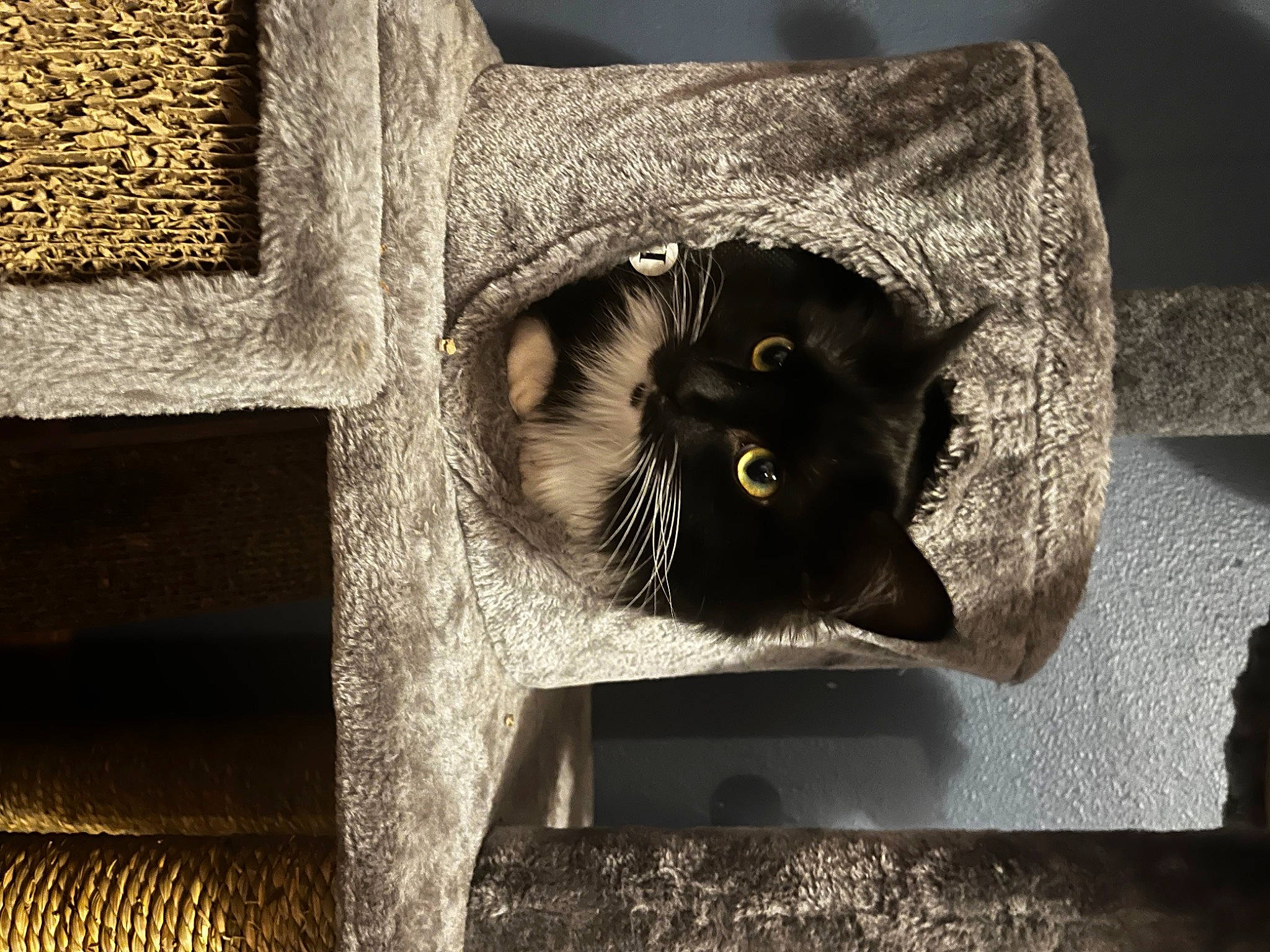 Boots joined the competition — help win amazing prizes! art, black_cat, bombay, carnivore, cat, darkness, domestic_short_haired_cat, felidae, fur, grey, monochrome_photography, rectangle, small_to_medium_sized_cats, snout, tail, tints_and_shades, tree, whiskers, window, wood