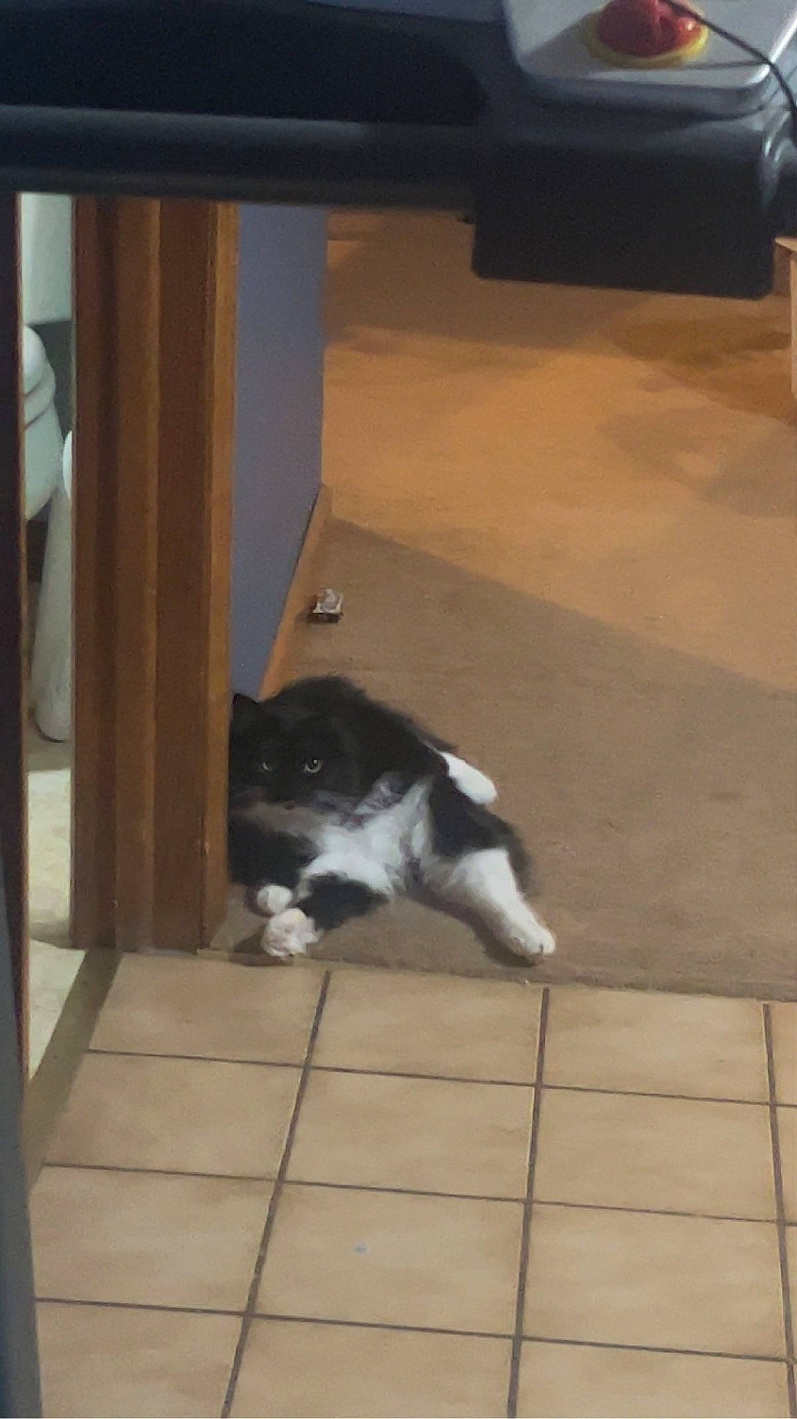 Boots is registered to the contest to win money with this photo: canidae, carnivore, cat, companion_dog, dog_breed, domestic_short_haired_cat, felidae, floor, flooring, fur, hardwood, laminate_flooring, room, small_to_medium_sized_cats, snout, sporting_group, tail, whiskers, wood, wood_flooring