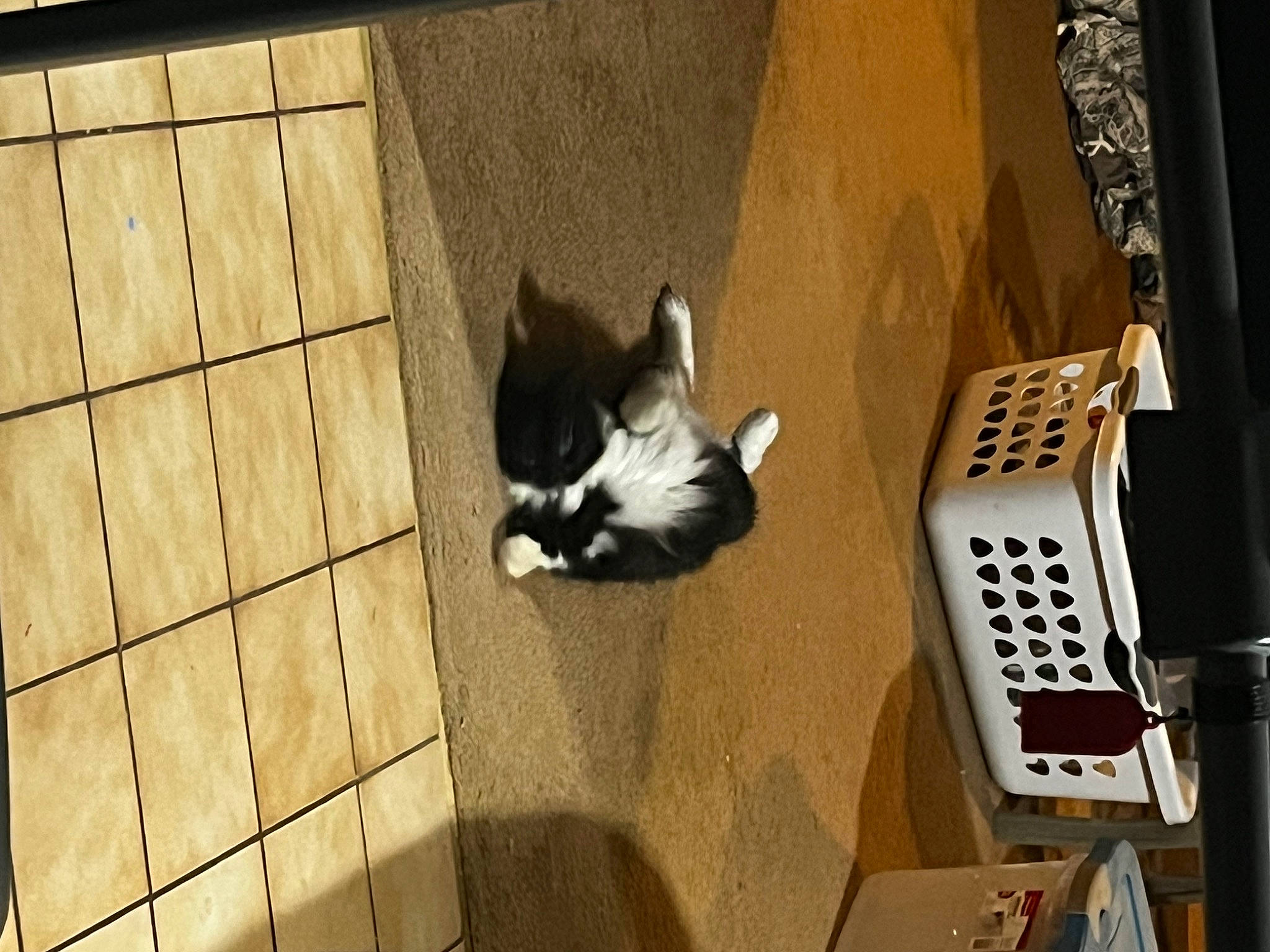 Boots is registered to the contest to win money with this photo: cardboard, carnivore, cat, domestic_short_haired_cat, felidae, floor, flooring, fur, hardwood, machine, office_equipment, room, shadow, small_to_medium_sized_cats, tail, whiskers, window, wood