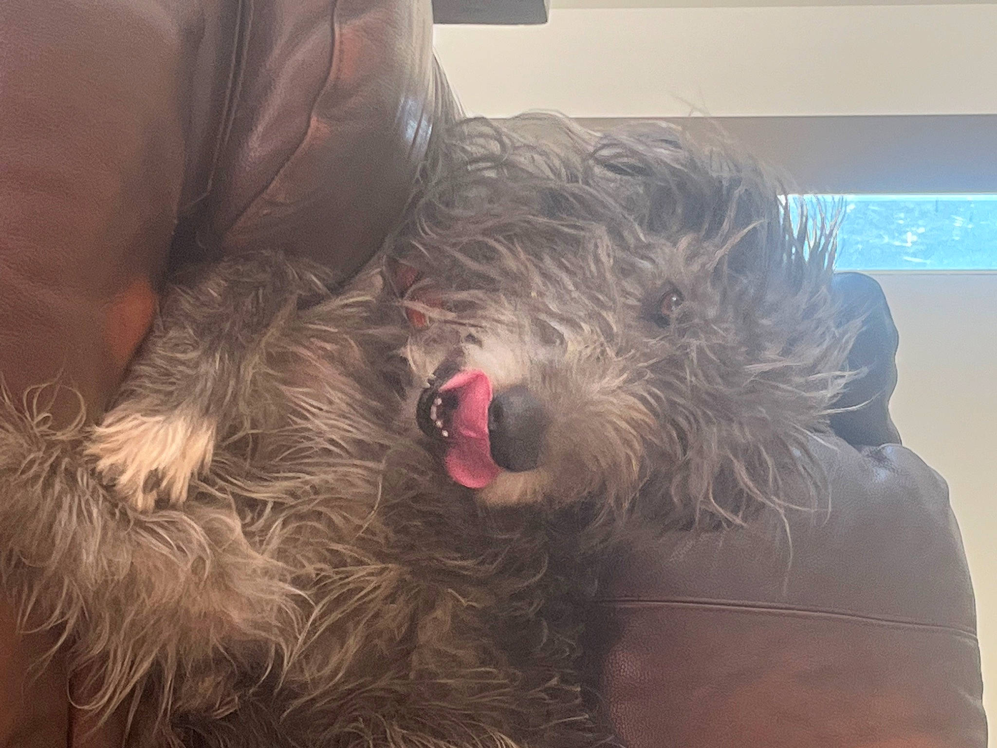 Woodrow joined the competition — help win amazing prizes! canidae, carnivore, comfort, companion_dog, dog, dog_breed, ear, fur, liver, non_sporting_group, small_terrier, snout, sporting_group, sunglasses, terrier, toy_dog, water_dog, working_animal