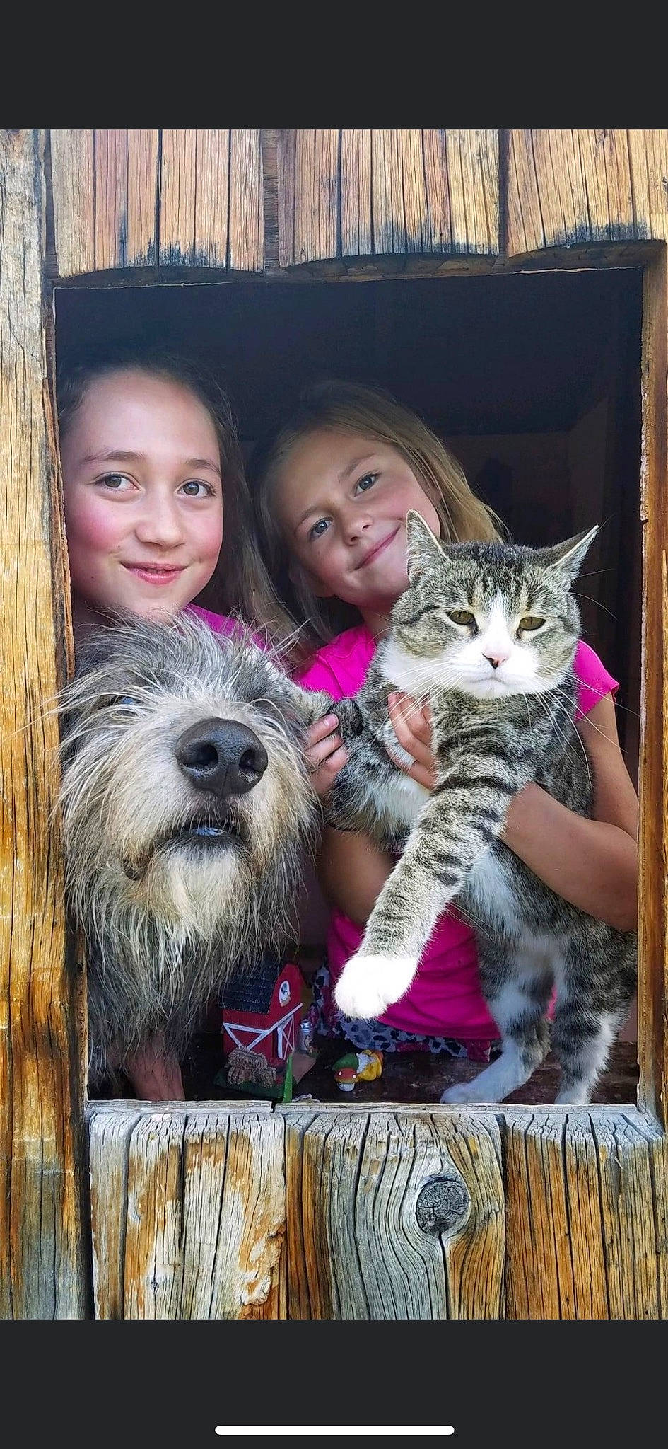 Woodrow is registered to the contest to win money with this photo: art, carnivore, cat, companion_dog, dog_breed, domestic_short_haired_cat, fawn, felidae, fur, happy, iris, mammal, paw, sitting, small_to_medium_sized_cats, smile, snout, toddler, vertebrate, whiskers