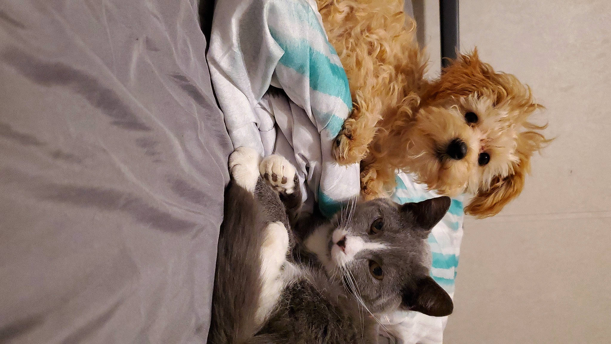 Albie joined the competition — help win amazing prizes! canidae, carnivore, cat, comfort, companion_dog, dog, dog_breed, dog_supply, domestic_short_haired_cat, fawn, felidae, fur, paw, small_terrier, small_to_medium_sized_cats, snout, sporting_group, toy_dog, whiskers, working_animal