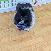 Duke joined the competition — help win amazing prizes! dog, pomeranian, small_dog, fluffy, bandana, leash, indoor, wooden_floor, happy, smiling, tongue, black_fur, white_fur, portrait, pet, domestic_animal, cute, round_tail, fence_wallpaper, bright_lighting