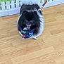 dog, pomeranian, small_dog, fluffy, bandana, leash, indoor, wooden_floor, happy, smiling, tongue, black_fur, white_fur, portrait, pet, domestic_animal, cute, round_tail, fence_wallpaper, bright_lighting