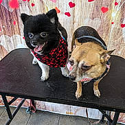 Duke And Sable joined the competition — help win amazing prizes! accessories, animal, bulldog, canine, chihuahua, coffeetable, diningtable, dog, flower, flowerarrangement, frenchbulldog, furniture, indoors, interiordesign, leash, pet, plant, puppy, strap, table