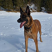 Douchka a rejoint le concours — aidez-le/la à gagner de superbes lots ! dog, german_shepherd, snow, winter, forest, trees, outdoor, animal, canine, tongue_out, alert, cold, nature, daylight, walking, playful, fur, pet, mammal, landscape