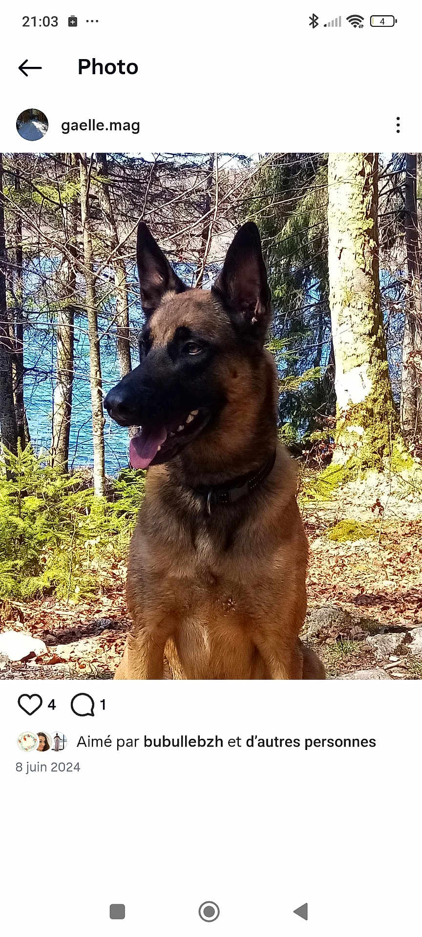 Douchka participe au concours pour gagner de l'argent avec cette photo : dog, german_shepherd, outdoor, forest, trees, water, sunlight, nature, animal, pet, canine, collar, tongue_out, summer, daylight, wildlife, mammal, happy, sitting, scenery