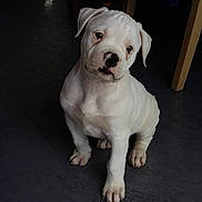 Merlin a rejoint le concours — aidez-le/la à gagner de superbes lots ! puppy, dog, white, sitting, indoor, floor, pet, cute, animal, young, canine, black_nose, legs, chair, shadow, fur, portrait, domestic_animal, looking, attention