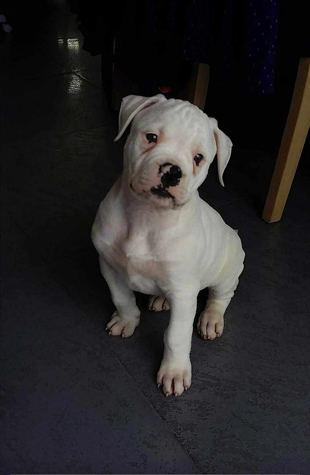 Merlin a rejoint le concours — aidez-le/la à gagner de superbes lots ! puppy, dog, white, sitting, indoor, floor, pet, cute, animal, young, canine, black_nose, legs, chair, shadow, fur, portrait, domestic_animal, looking, attention
