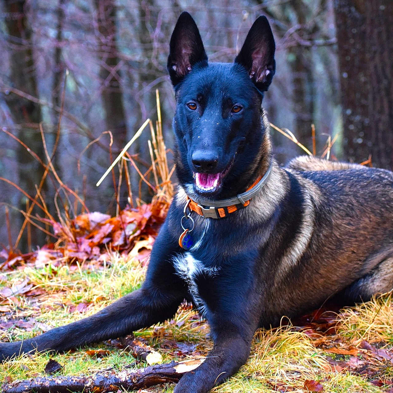 Flash joined the competition — help win amazing prizes! accessories, animal, canine, dog, germanshepherd, grass, grove, hound, land, leaf, nature, outdoors, pet, plant, policedog, puppy, tree, treetrunk, vegetation, woodland