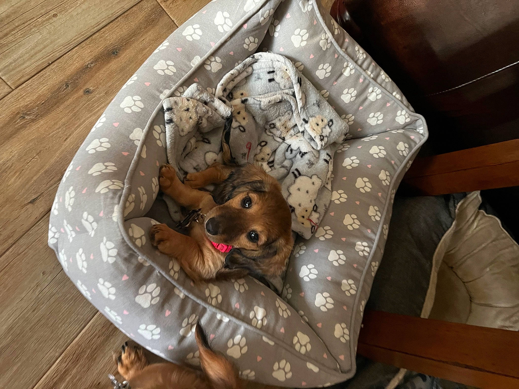 Stormy Mae is registered to the contest to win money with this photo: baby_products, bag, canidae, carnivore, child, comfort, companion_dog, couch, dog, fawn, felidae, fur, linens, pattern, room, small_to_medium_sized_cats, stuffed_toy, toy, whiskers, wood