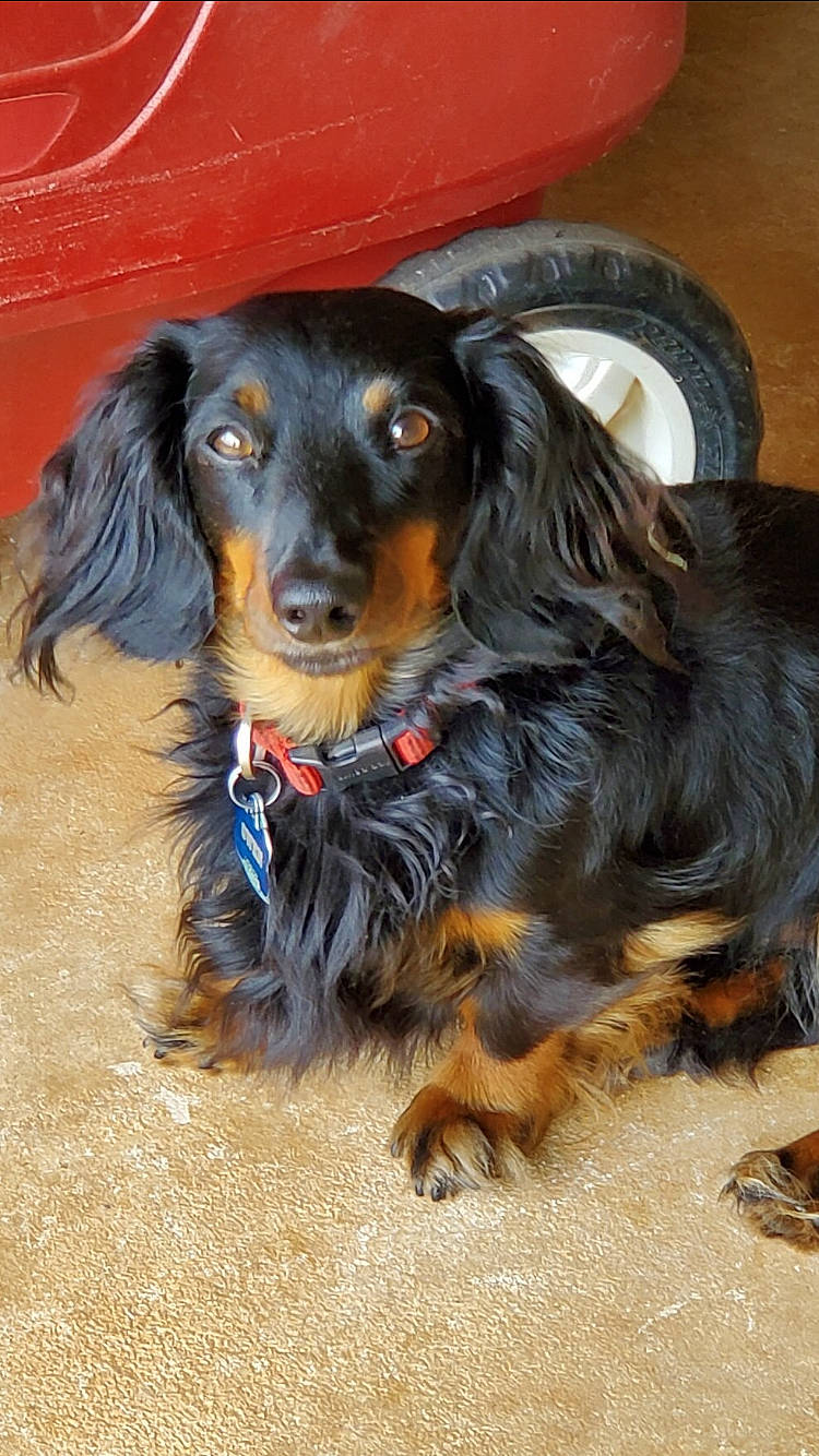 Owen is registered to the contest to win money with this photo: canidae, carnivore, cocker_spaniel, collar, companion_dog, dachshund, dog, dog_breed, ear, fawn, fur, gun_dog, hunting_dog, liver, snout, spaniel, sporting_group, whiskers, working_animal, working_dog