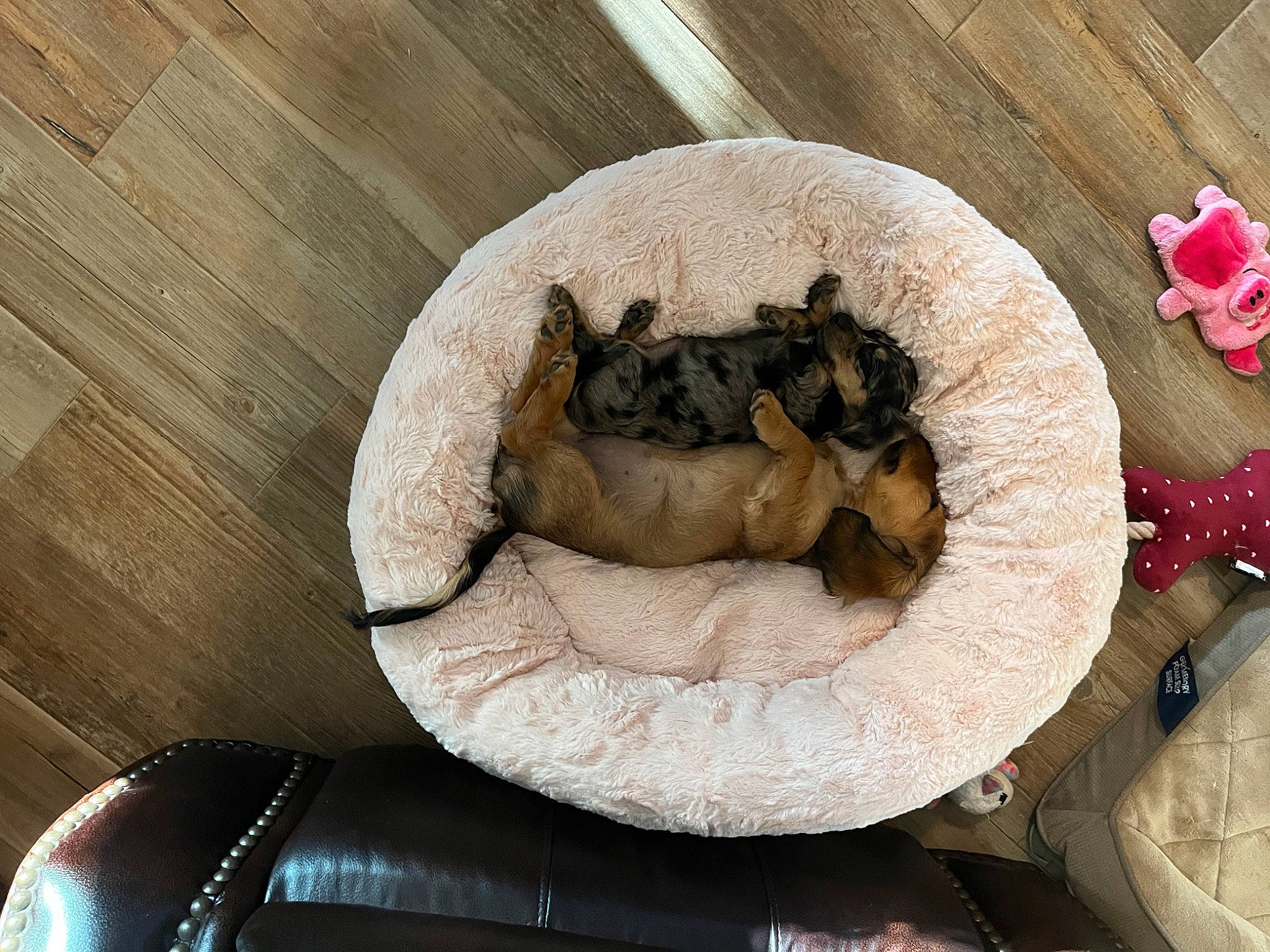 Remi Skye joined the competition — help win amazing prizes! amphibian, art, carmine, comfort_food, cuisine, dish, dog_bed, felidae, flower, ingredient, paw, reptile, scaled_reptile, serveware, snout, tableware, tail, terrestrial_animal, toy, wood