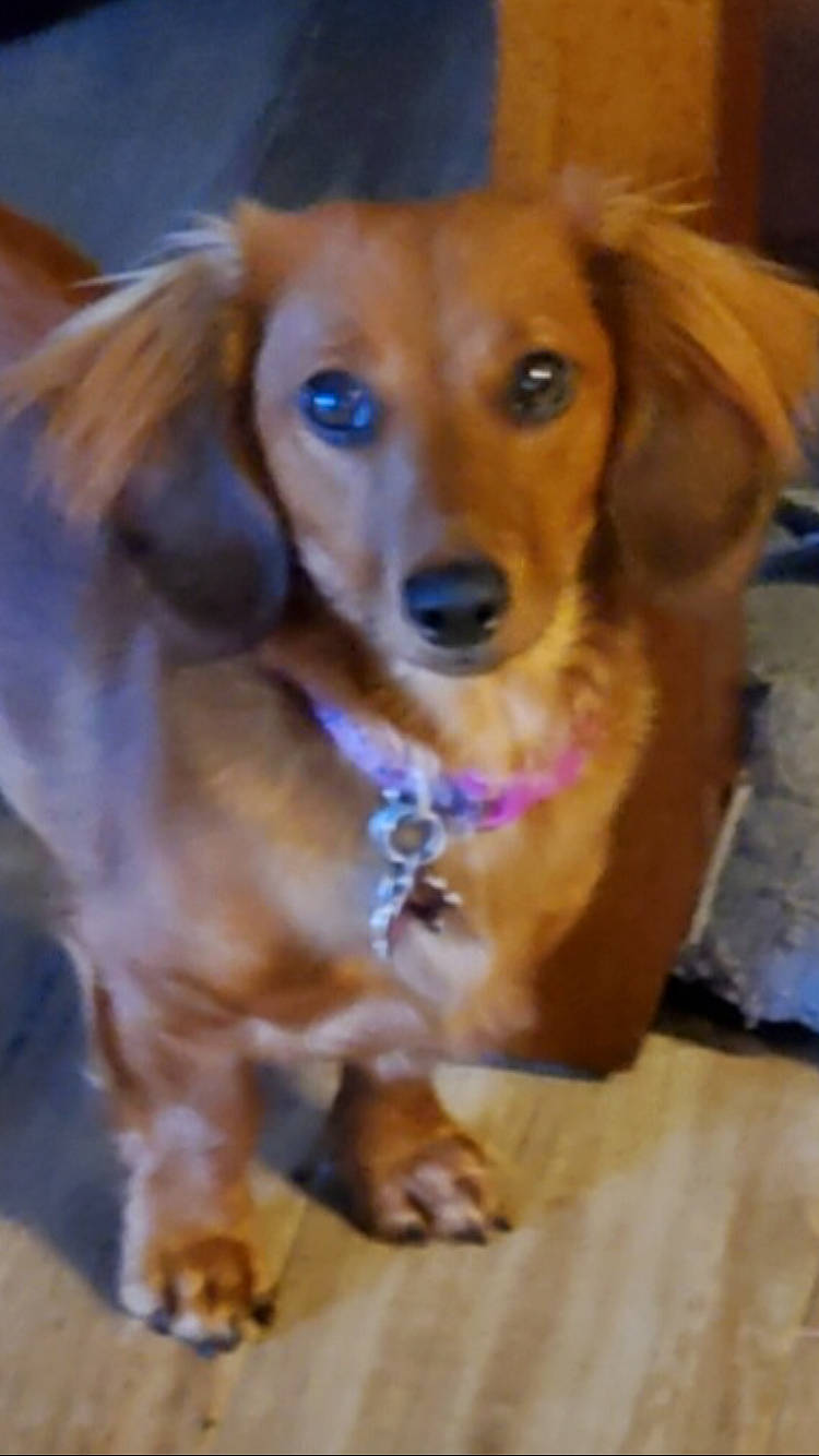 Rylee is registered to the contest to win money with this photo: canidae, carnivore, companion_dog, dog, dog_breed, door, ear, fawn, fur, liver, paw, snout, sporting_group, whiskers, wood, working_animal