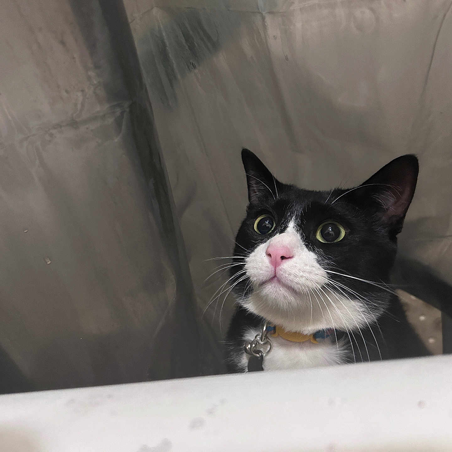 Flips joined the competition — help win amazing prizes! cat, tuxedo_cat, black_and_white, pet, animal, feline, whiskers, green_eyes, pink_nose, collar, indoors, portrait, close_up, looking_at_camera, alert, curious, bathtub, curtain, white_surface, funny