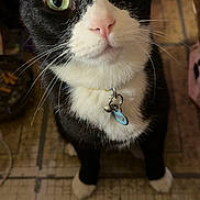 Flips joined the competition — help win amazing prizes! cat, tuxedo_cat, pet, animal, black_and_white, green_eyes, whiskers, pink_nose, collar, tag, portrait, indoors, floor, rug, tile, standing, looking_at_camera, close_up, furry, domestic_cat