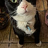 cat, tuxedo_cat, pet, animal, black_and_white, green_eyes, whiskers, pink_nose, collar, tag, portrait, indoors, floor, rug, tile, standing, looking_at_camera, close_up, furry, domestic_cat