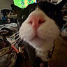 Flips is registered to the contest to win money with this photo: cat, black_and_white, close_up, feline, nose, whiskers, ears, fur, pet, indoor, living_room, television, screen, colorful, night, portrait, funny, curious, sitting, home