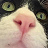 Flips is registered to the contest to win money with this photo: cat, close_up, face, nose, pink_nose, green_eyes, black_and_white, fur, whiskers, portrait, pet, animal, feline, indoor, eye_contact, curious, funny, camera, soft_focus, macro