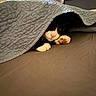 cat, black_and_white_cat, pet, animal, face, eye, paw, pink_paw_pads, quilt, blanket, bed, bedroom, cozy, sleeping, peeking, indoors, portrait, whiskers, golden_eye, cuddly