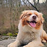 dog, animal, outdoor, nature, forest, stone, happy, tongue_out, fur, moss, canine, pet, relaxed, smiling, daylight, tree, mammal, friendly, cute, lying_down