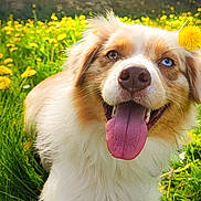 Vaïka participe au concours pour gagner de l'argent avec cette photo : dog, grass, flower, tongue, outdoor, sunlight, happy, pet, canine, nature, animal, portrait, closeup, summer, playful, greenery, yellow, dog_face, lying_down, heterochromia