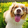 dog, grass, flower, tongue, outdoor, sunlight, happy, pet, canine, nature, animal, portrait, closeup, summer, playful, greenery, yellow, dog_face, lying_down, heterochromia