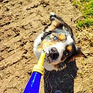 Rubby participe au concours pour gagner de l'argent avec cette photo : dog, blue_eyes, bottle, outdoor, sunlight, dirt_ground, playful, animal, pet, chewing, foam, black_nose, fur, ears, shadow, grass, toy, closeup, looking_up, colorful