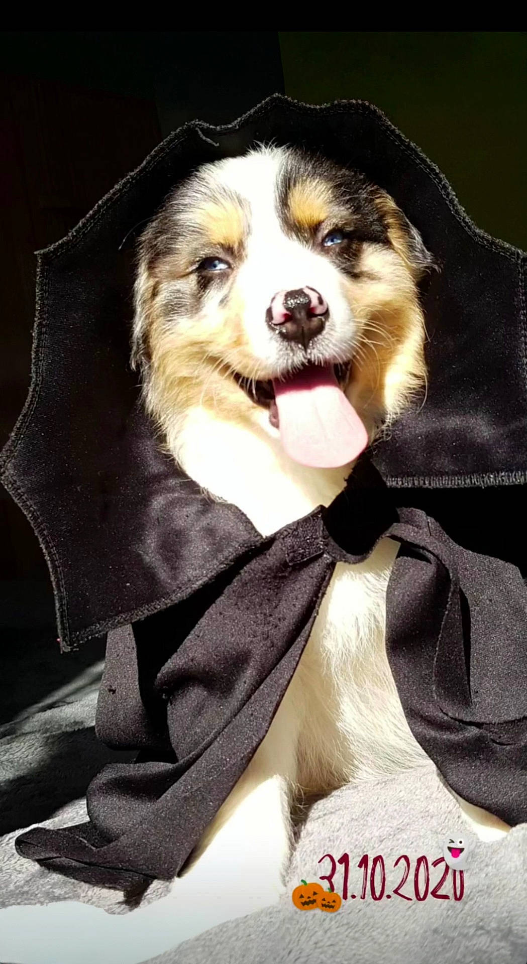 Rubby participe au concours pour gagner de l'argent avec cette photo : black_cloak, black_fur, brown_fur, celebration, collar, costume, cute, date_text, dog, fur, halloween, happy, holiday, indoor, pet, puppy, smiling, sunlight, tongue_out, white_fur