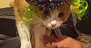 Bambi joined the competition — help win amazing prizes! cat, orange_cat, white_cat, witch_hat, costume, pet, feline, whiskers, wide_eyes, sitting, lap, human, hand, arm, candy_box, strawberry, sparkles, purple, green, indoor
