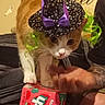 cat, orange_cat, white_cat, witch_hat, costume, pet, feline, whiskers, wide_eyes, sitting, lap, human, hand, arm, candy_box, strawberry, sparkles, purple, green, indoor