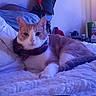 Bambi is registered to the contest to win money with this photo: cat, orange_cat, white_cat, pet, animal, collar, bed, blanket, bedroom, indoors, lying_down, lounging, portrait, close_up, fur, whiskers, ears, eyes, home, blue_lighting