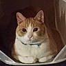 cat, orange_cat, white_cat, pet, animal, feline, portrait, close_up, sitting, indoors, cozy, cat_bed, collar, whiskers, ears, eyes, fur, tabby, home, cute