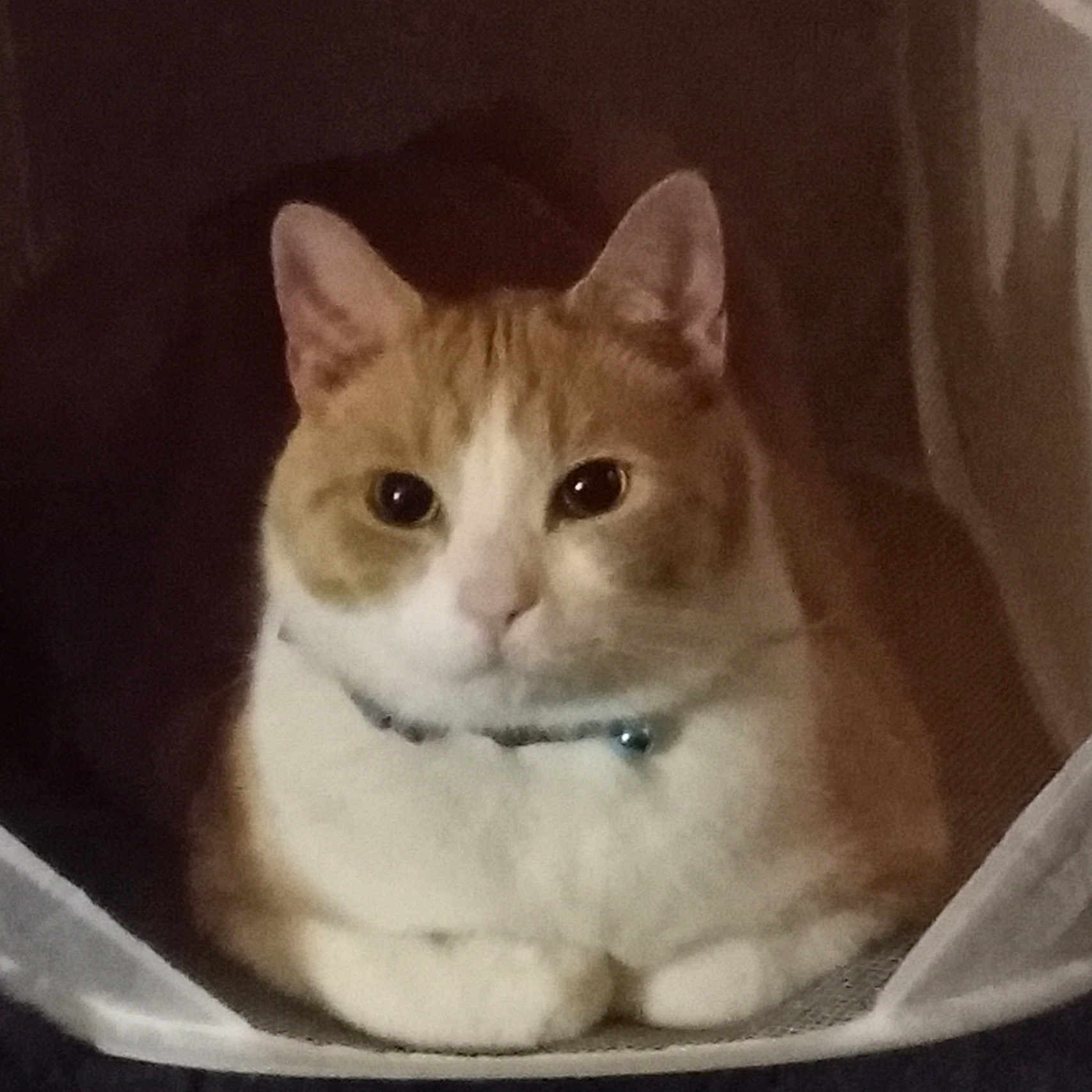 Bambi is registered to the contest to win money with this photo: cat, orange_cat, white_cat, pet, animal, feline, portrait, close_up, sitting, indoors, cozy, cat_bed, collar, whiskers, ears, eyes, fur, tabby, home, cute